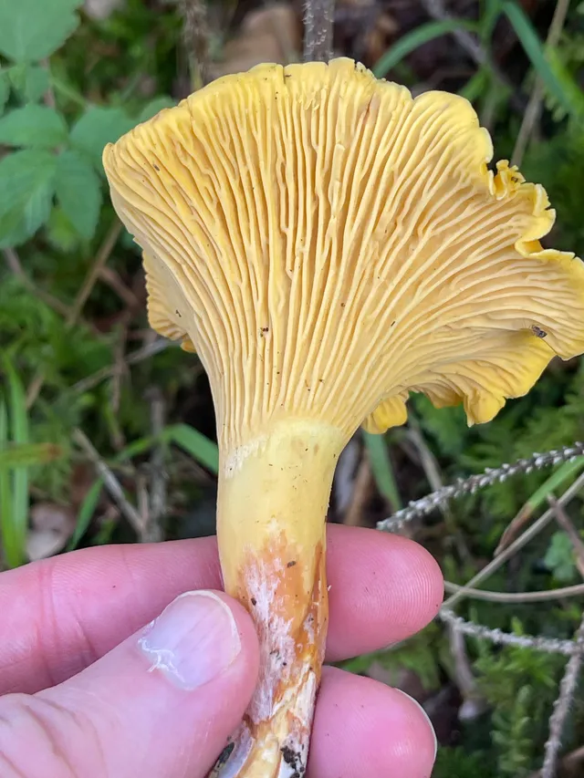 Chanterelle