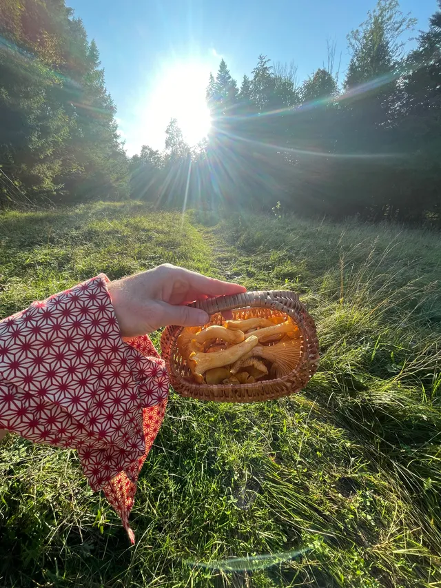 Chanterelle