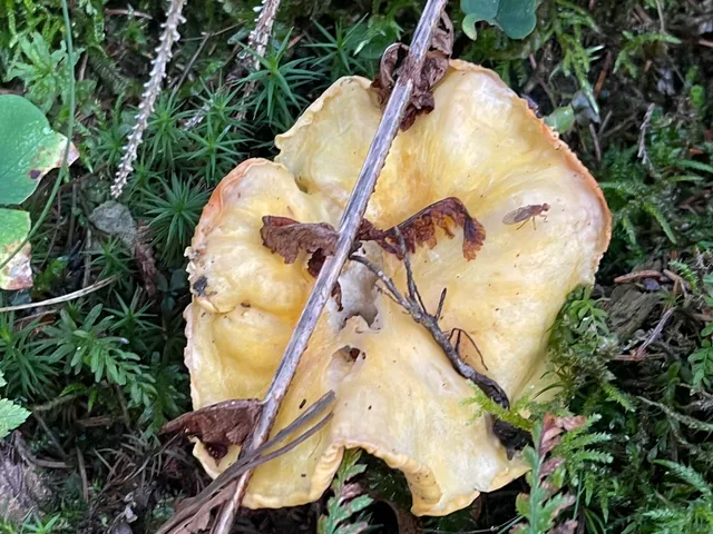 Chanterelle