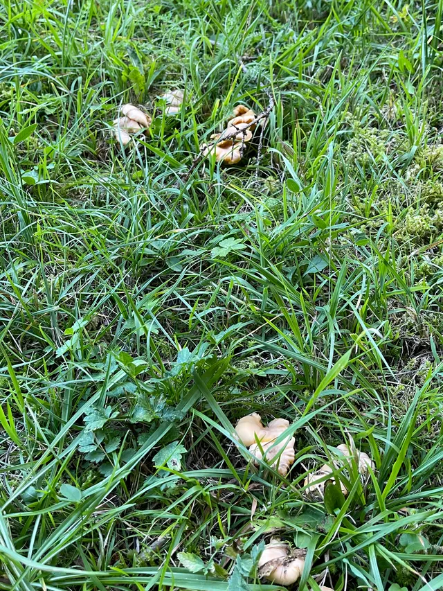Chanterelle