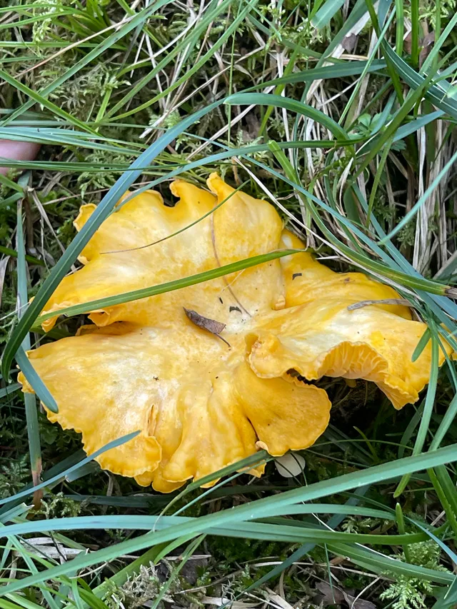 Chanterelle