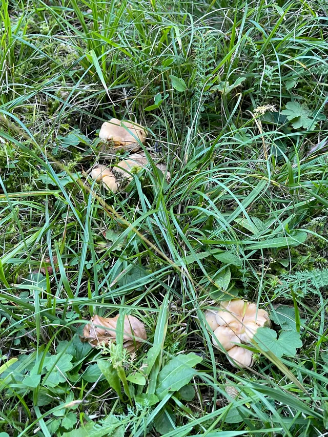 Chanterelle