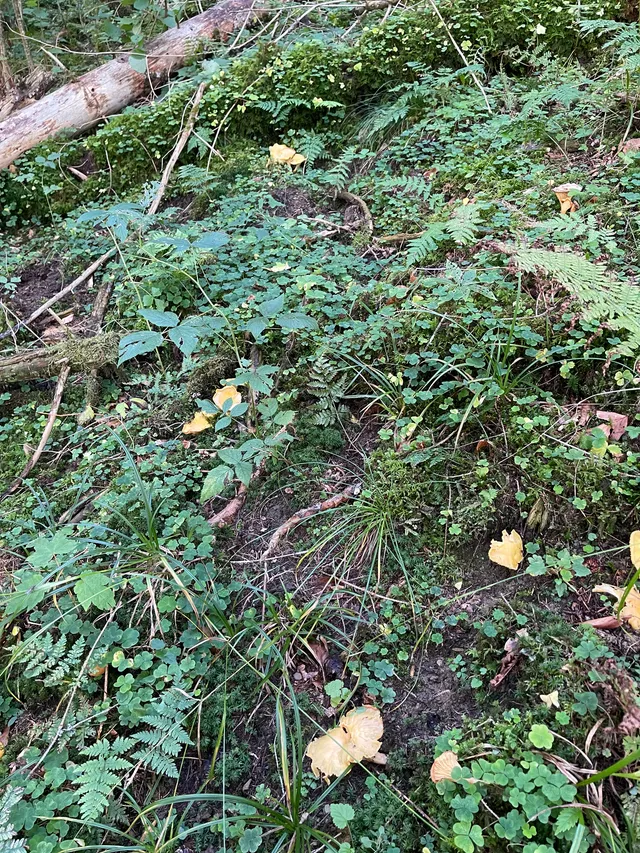 Chanterelle
