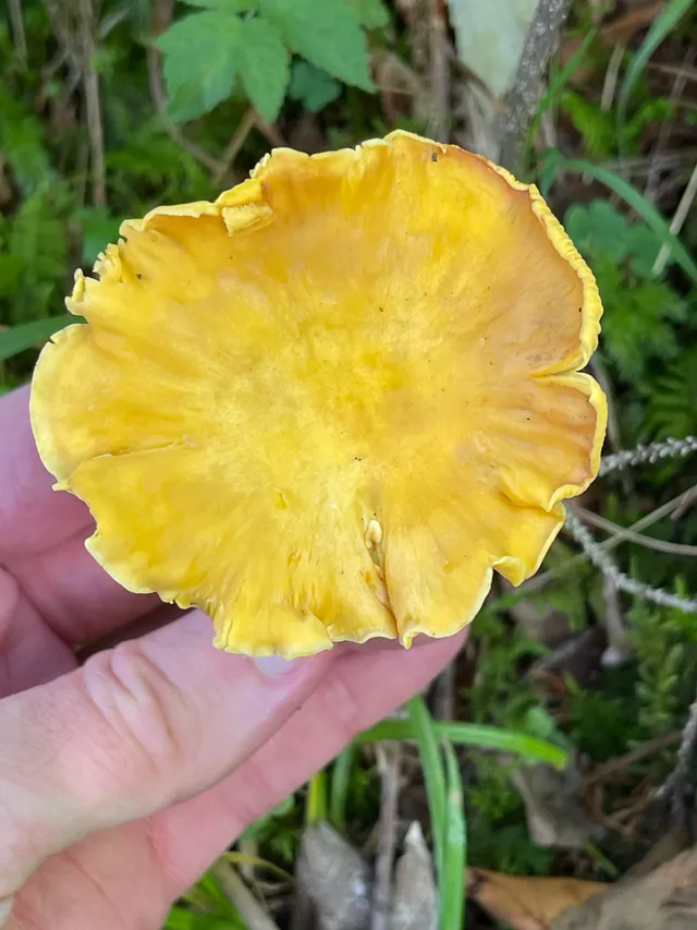 Chanterelle