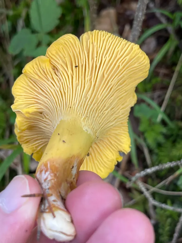 Chanterelle