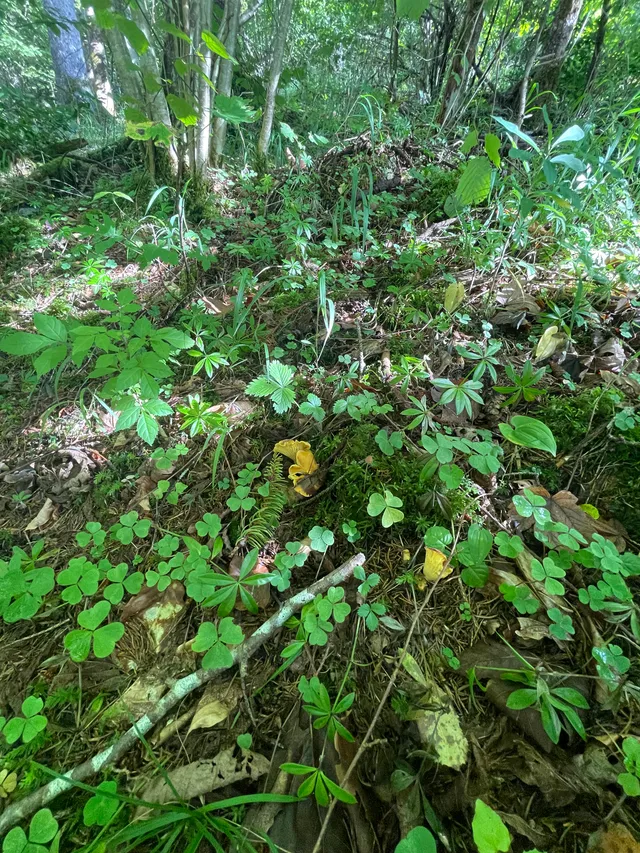 Chanterelle