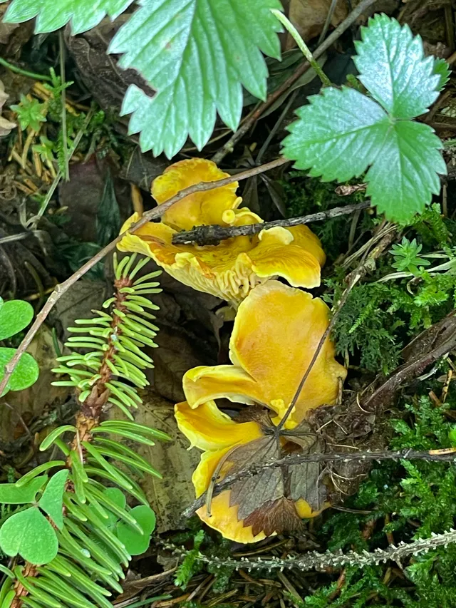 Chanterelle