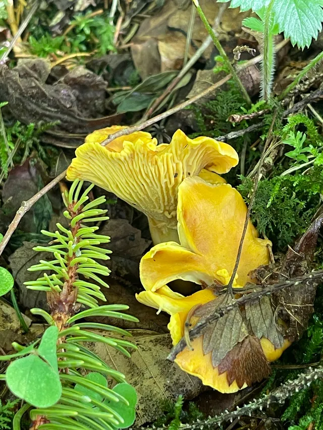 Chanterelle