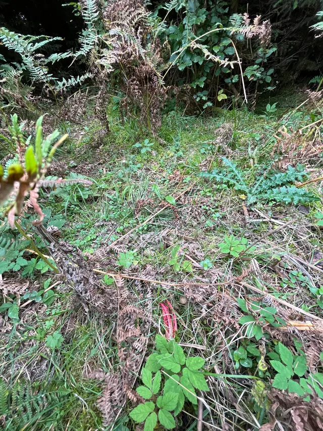 Devil's fingers