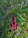 Devil's fingers