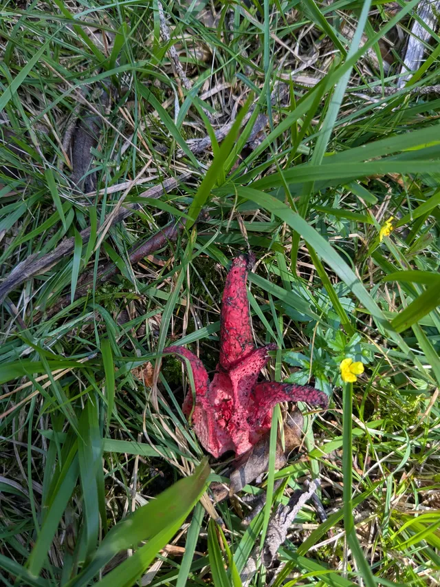 Devil's fingers