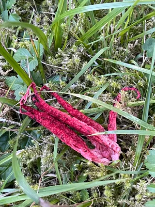 Devil's fingers — 2