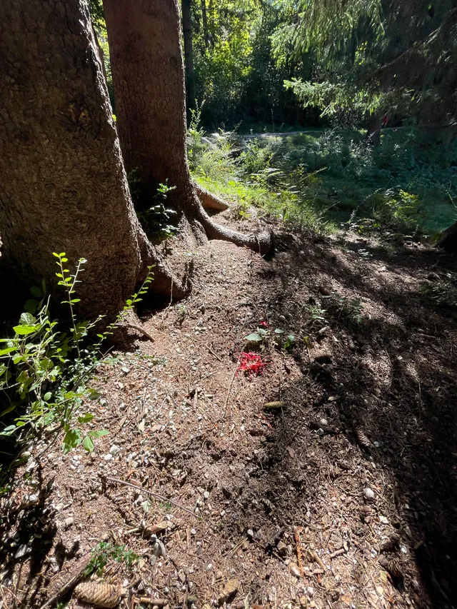 Devil's fingers