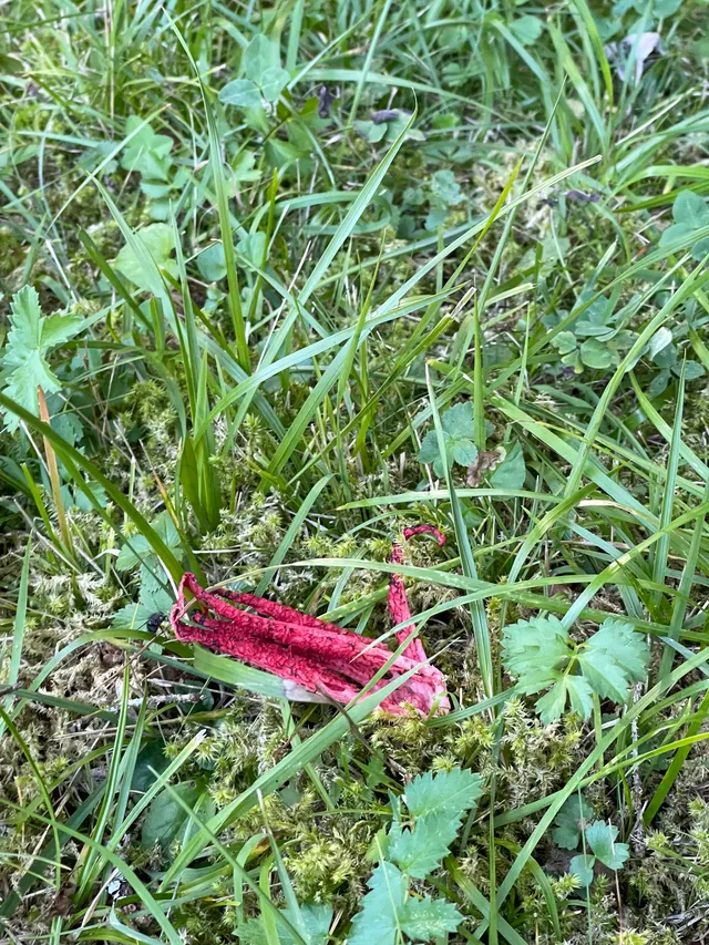 Devil's fingers