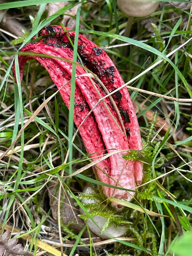 Devil's fingers