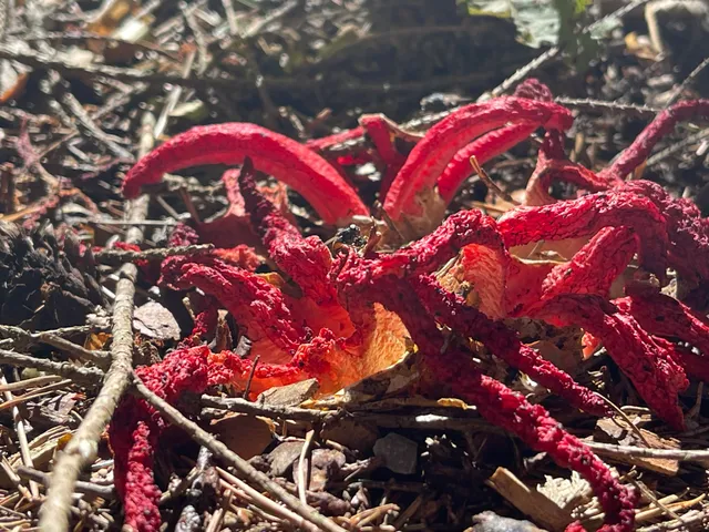 Devil's fingers