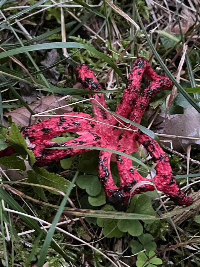 Devil's fingers