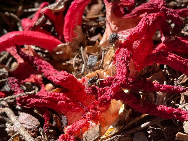 Devil's fingers