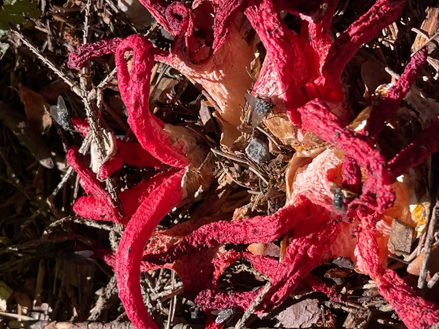 Devil's fingers