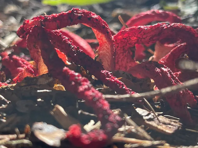 Devil's fingers
