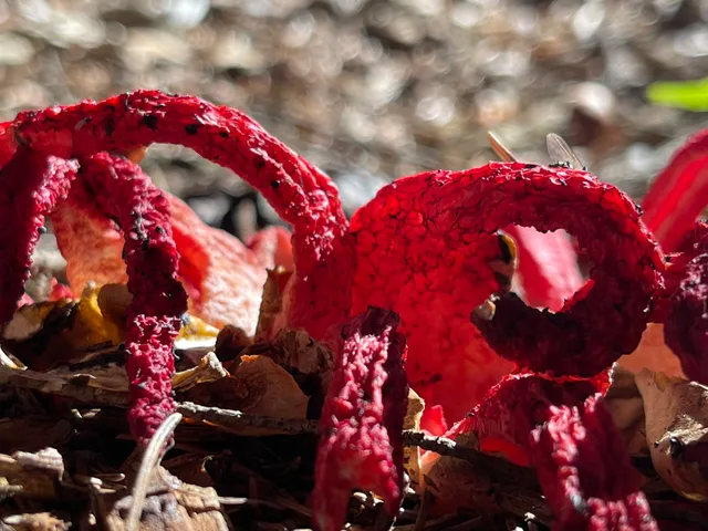 Devil's fingers