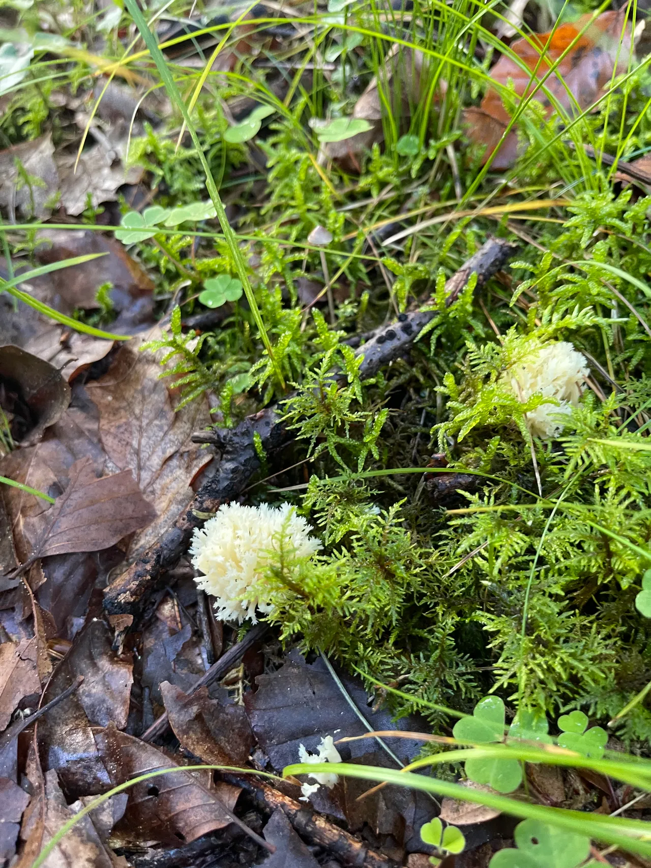 Crested coral — 1