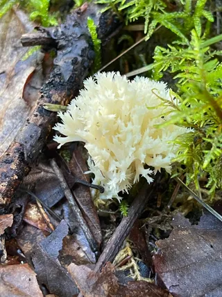 Crested coral — 2