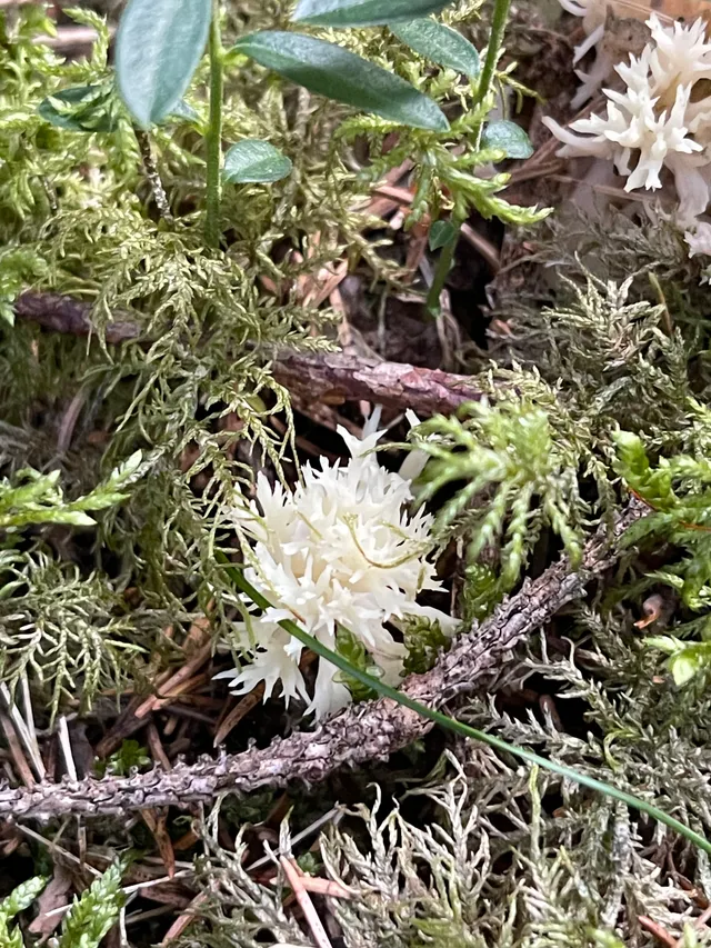 Crested coral