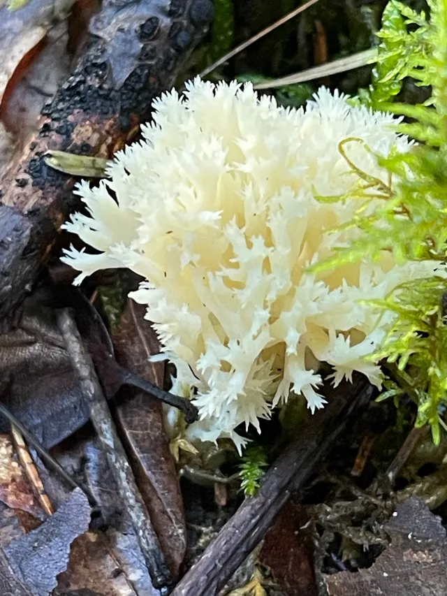 Crested coral