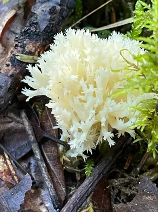 Crested coral — 3