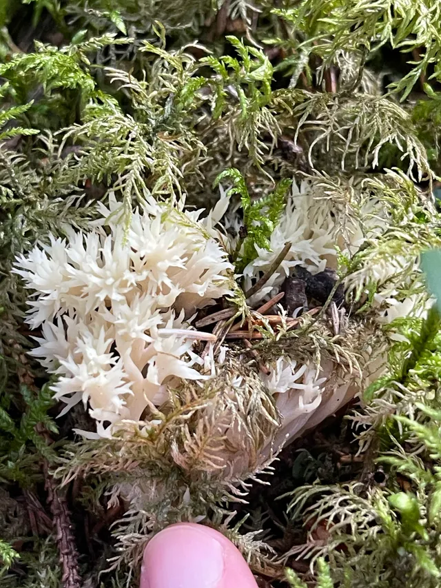 Crested coral