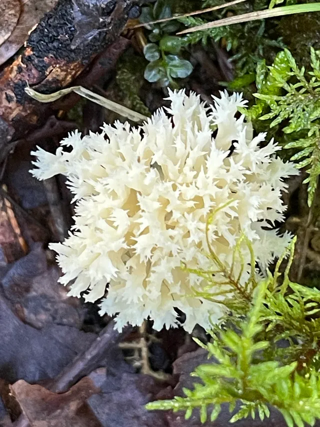 Crested coral