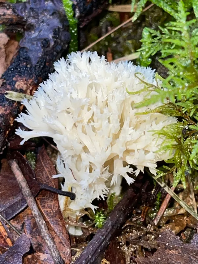 Crested coral