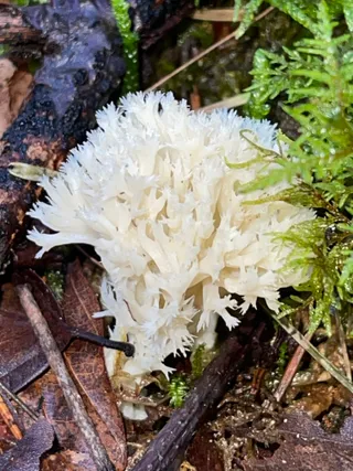 Crested coral — 5