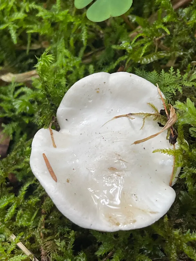 Frosty Funnel