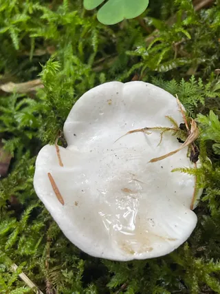 Frosty Funnel — 3