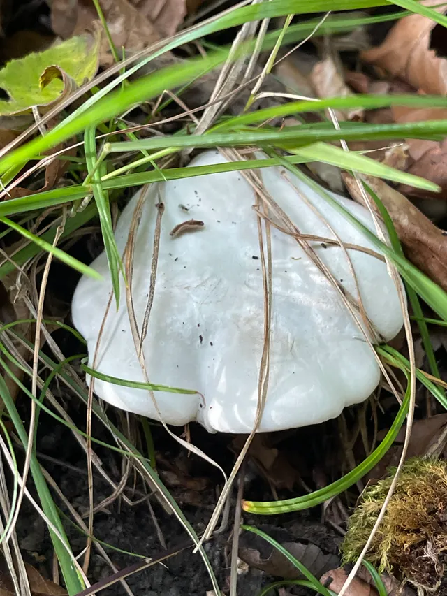 Frosty Funnel