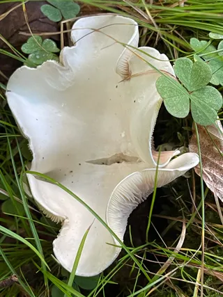 Frosty Funnel — 5