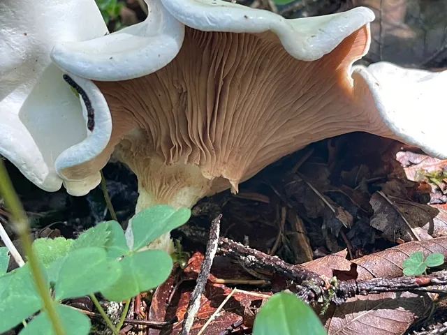 Frosty Funnel