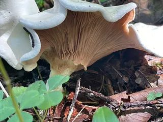 Frosty Funnel — 2