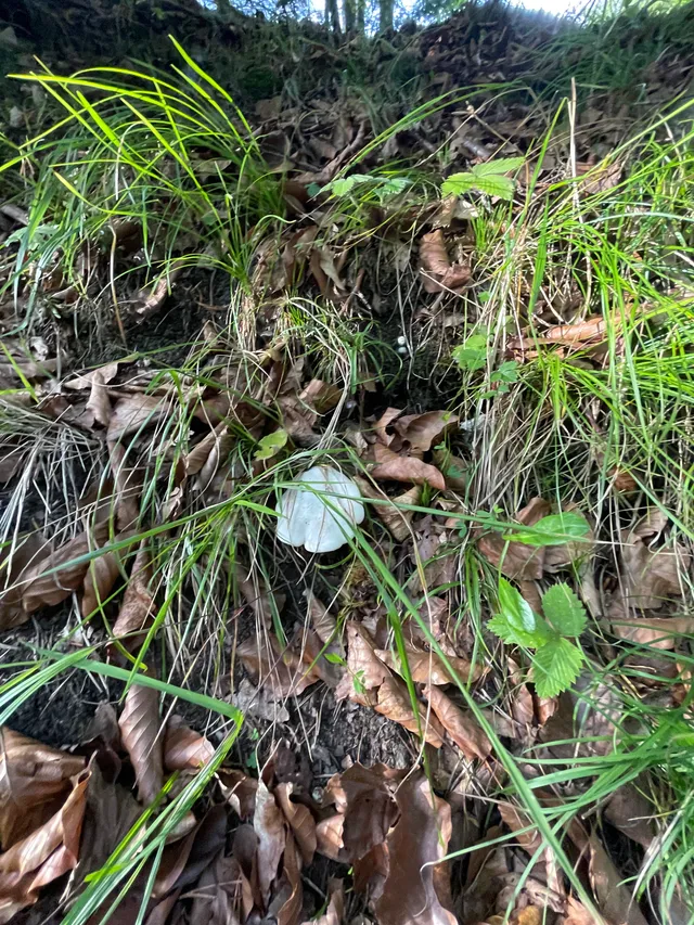 Frosty Funnel