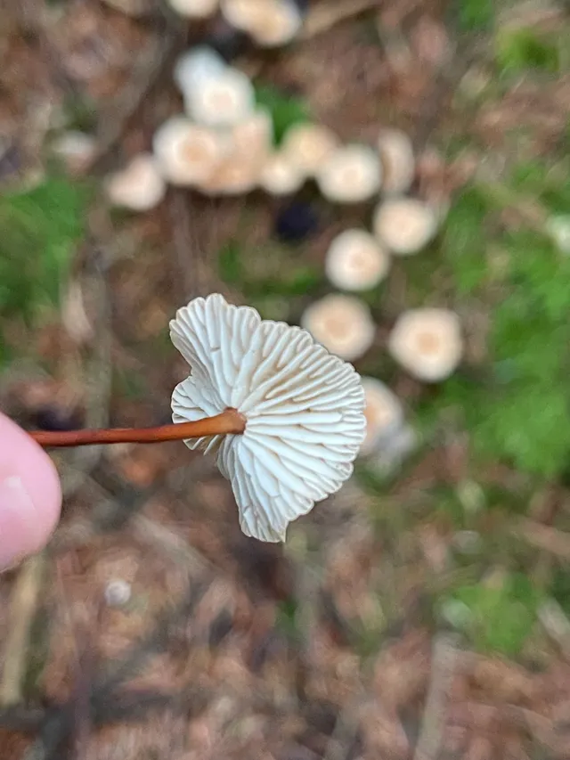 Goblet Parachute