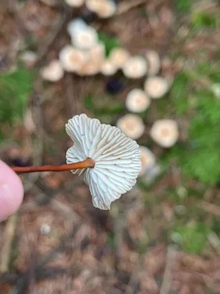 Goblet Parachute — 2