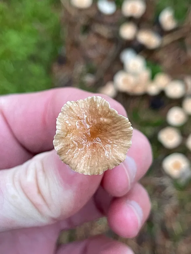 Goblet Parachute