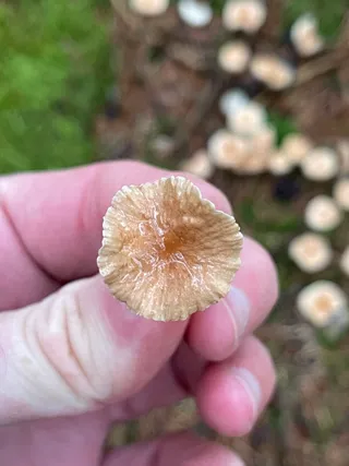 Goblet Parachute — 3