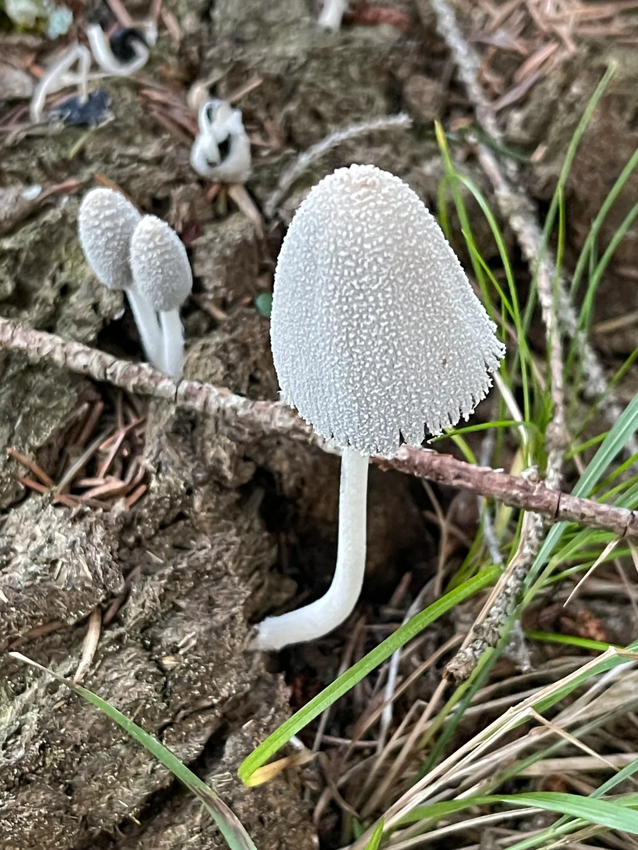 Snowy inkcap — 1