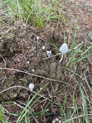 Snowy inkcap — 2