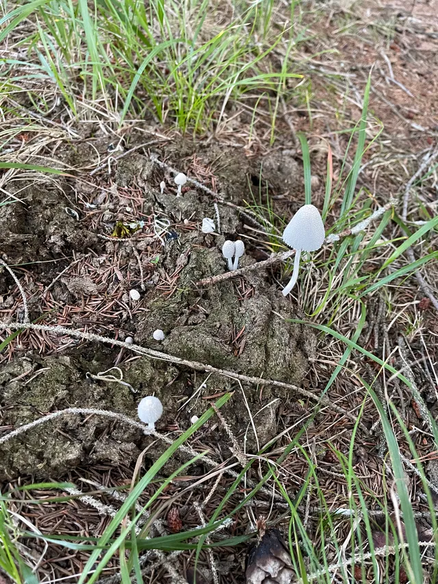 Snowy inkcap