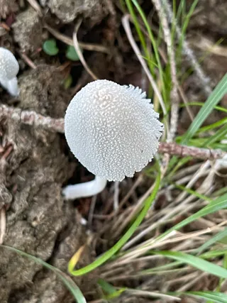 Snowy inkcap — 3