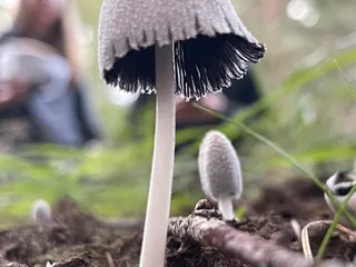 Snowy inkcap — 4
